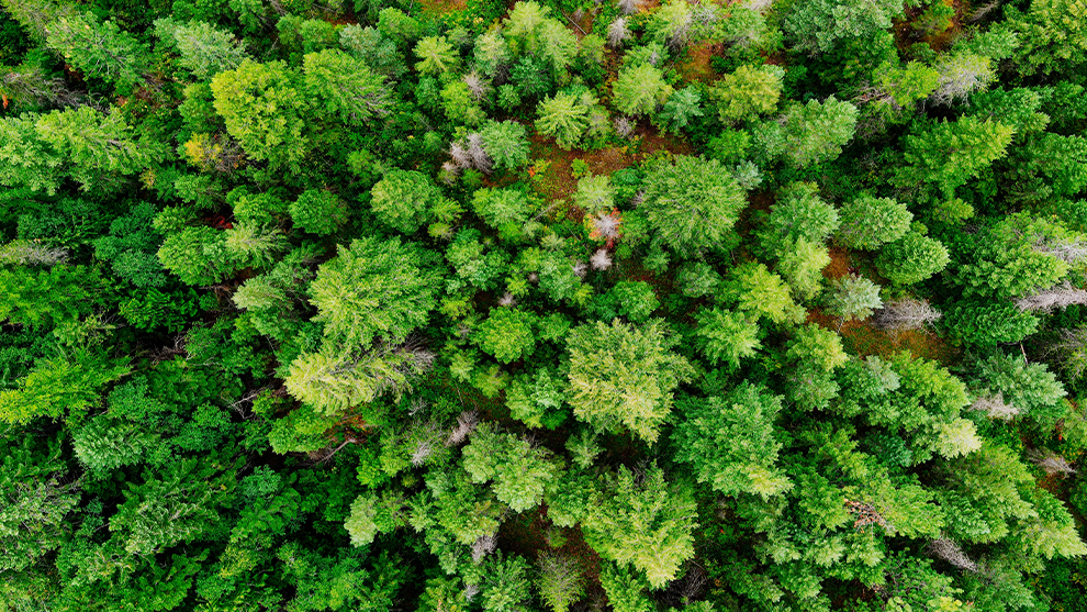 Die Natur entdecken zum Tag des Waldes